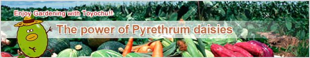The power of Pyrethrum daisies (pest control and insecticide)