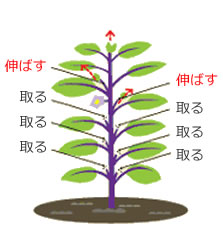 ナス