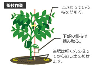 ピーマン